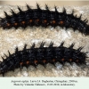 argynnis aglaja daghestan chiragchay larva l4